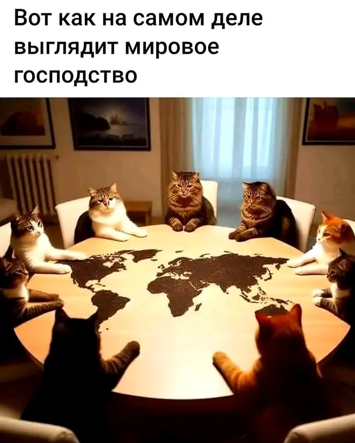 👀🐈👀 #1