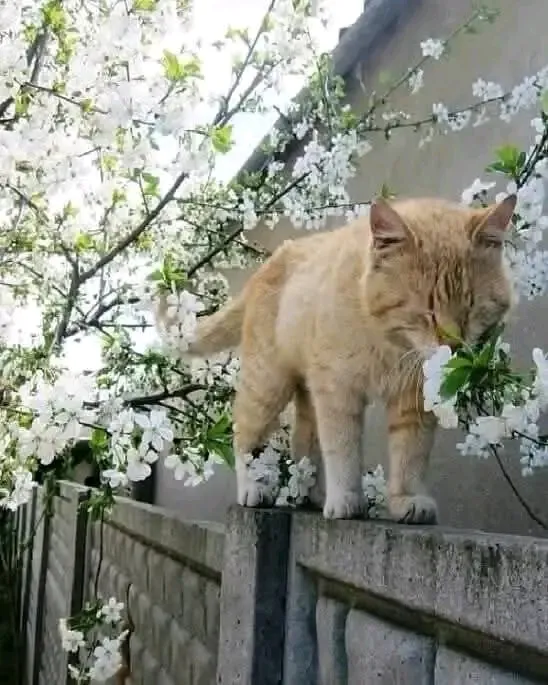 Ценитель красоты 🐈🐾🌱 #1