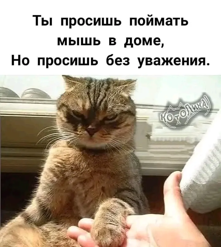 Дон КОТлеоне🤣👌 #1