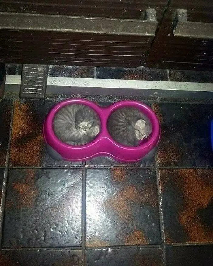 Поели, можно поспать 🤣🤣🤣 #1