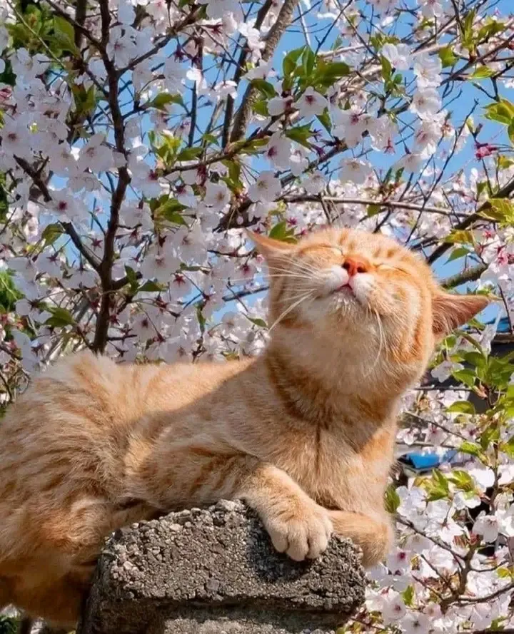 С Добрым Утром🌞🐾 #1