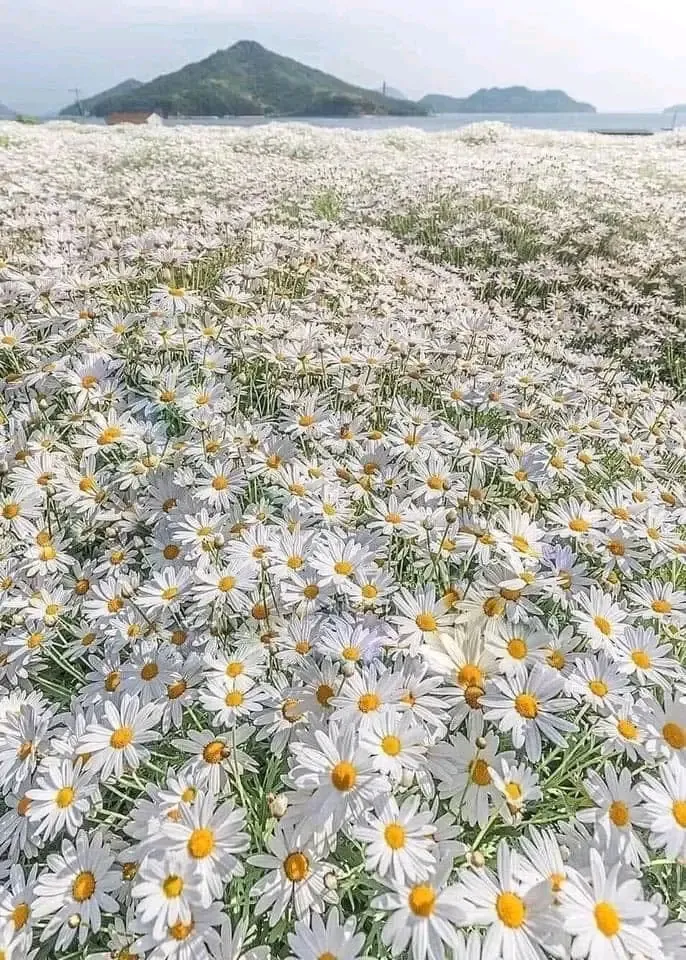 Поле ромашек🌼 в Кагаве, Япония🌼 #1