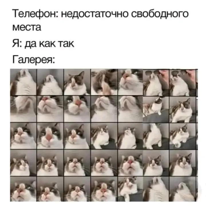 Без комментариев 💯🤣🐈 #1