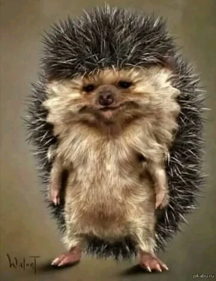 Пьяный Ёж 🦔🍺😜 #2
