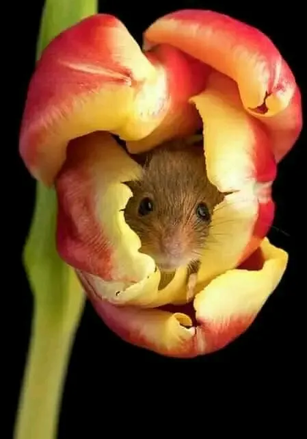 Мышка малышка в тюльпане.🐁🌷 Фотограф Майлз Герберт. 📷