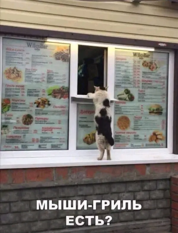 😉🐈😆 #1