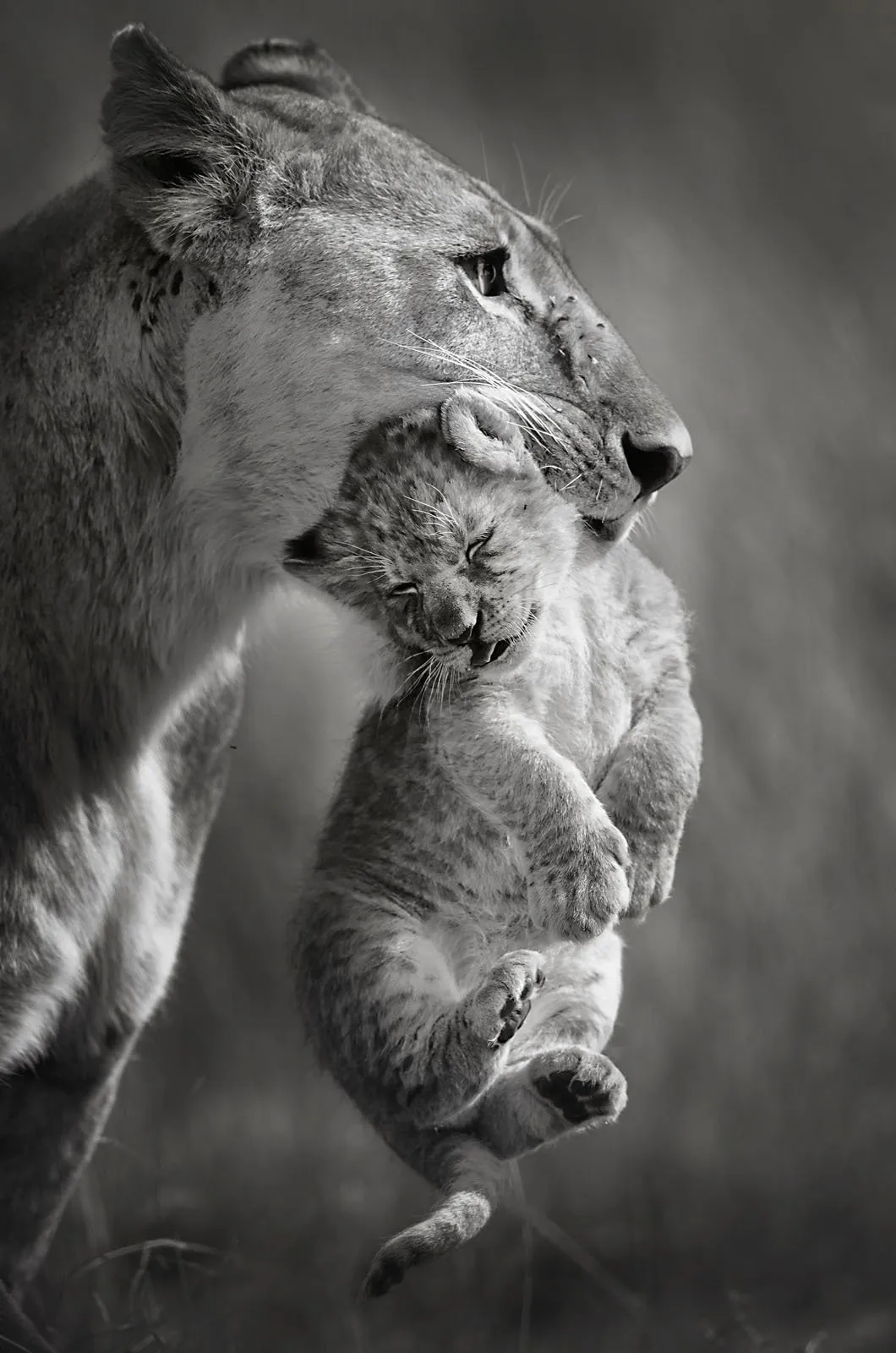 Кения. Фото: Vicki Jauron / Remembering Wildlife 2025