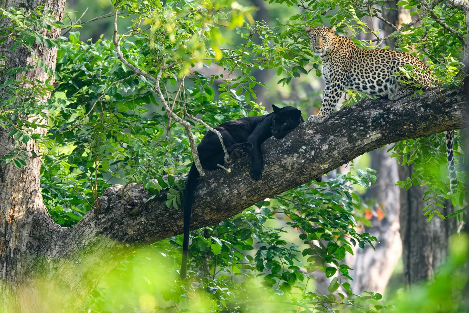 Индия. Фото: Kaustubh Mulay / Remembering Wildlife 2025