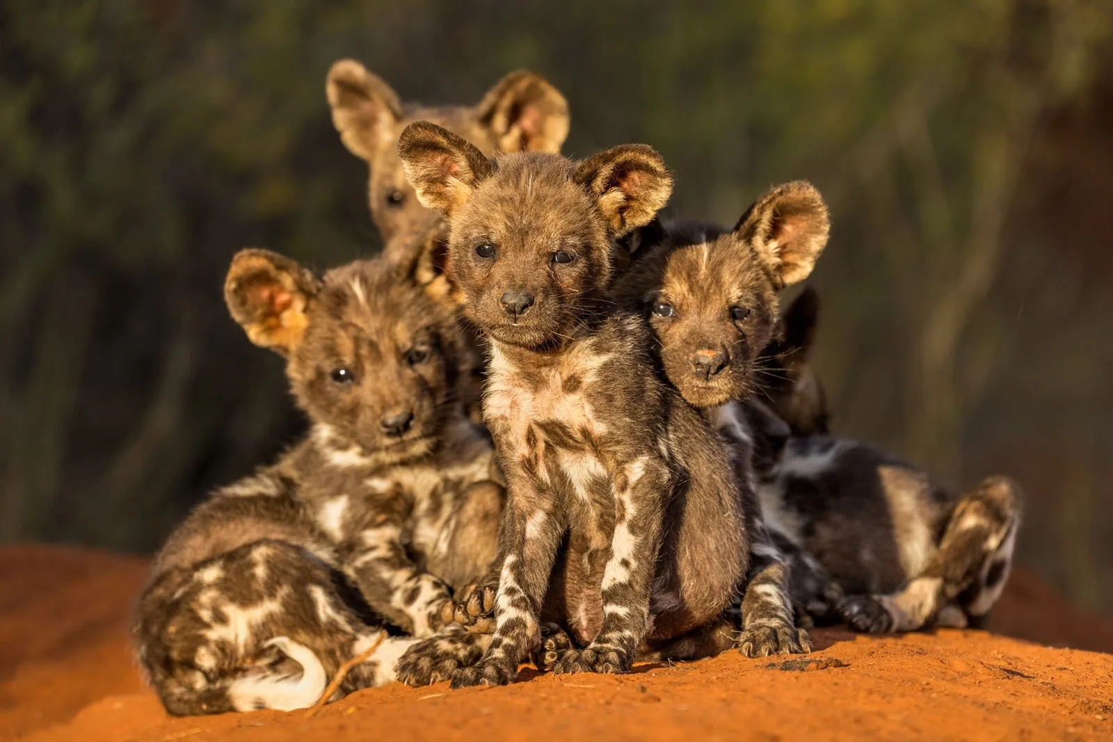 ЮАР. Фото: Marcus Westberg / Remembering Wildlife 2025
