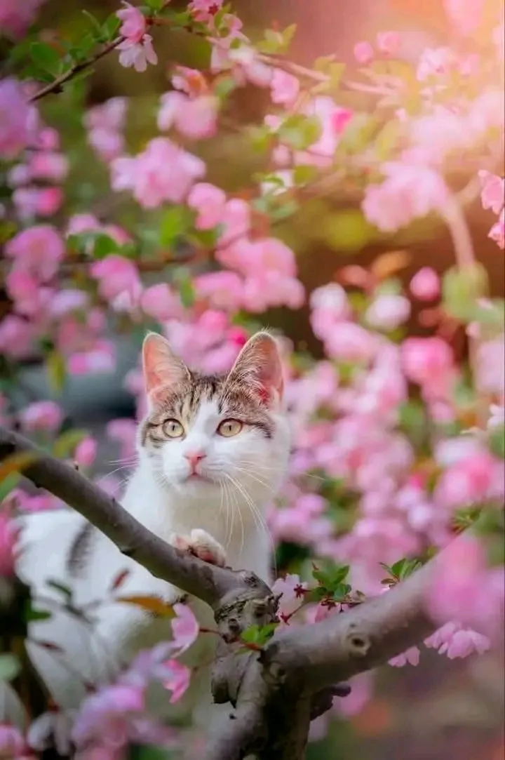 Всем Доброго Утра 🌞🐈👍 #2