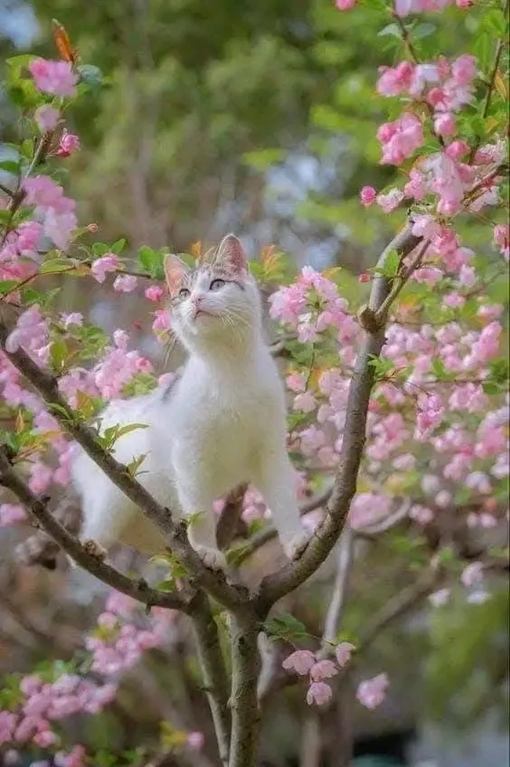 Всем Доброго Утра 🌞🐈👍 #3