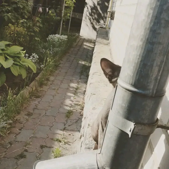 Из серии "найди кота"🐈 #1