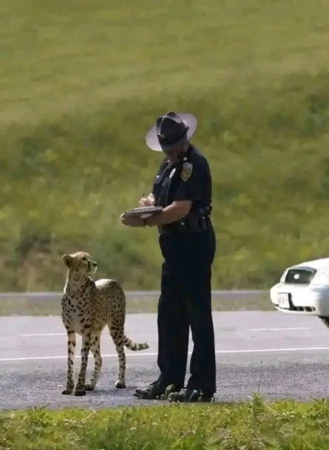 Штраф.За превышение скорости 🤣😉👍 🐆 #1