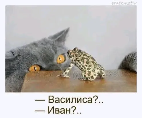 🐈🐸🥰 #1