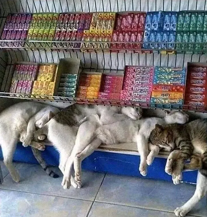 Опять в наличии😉🐈🥰 #1