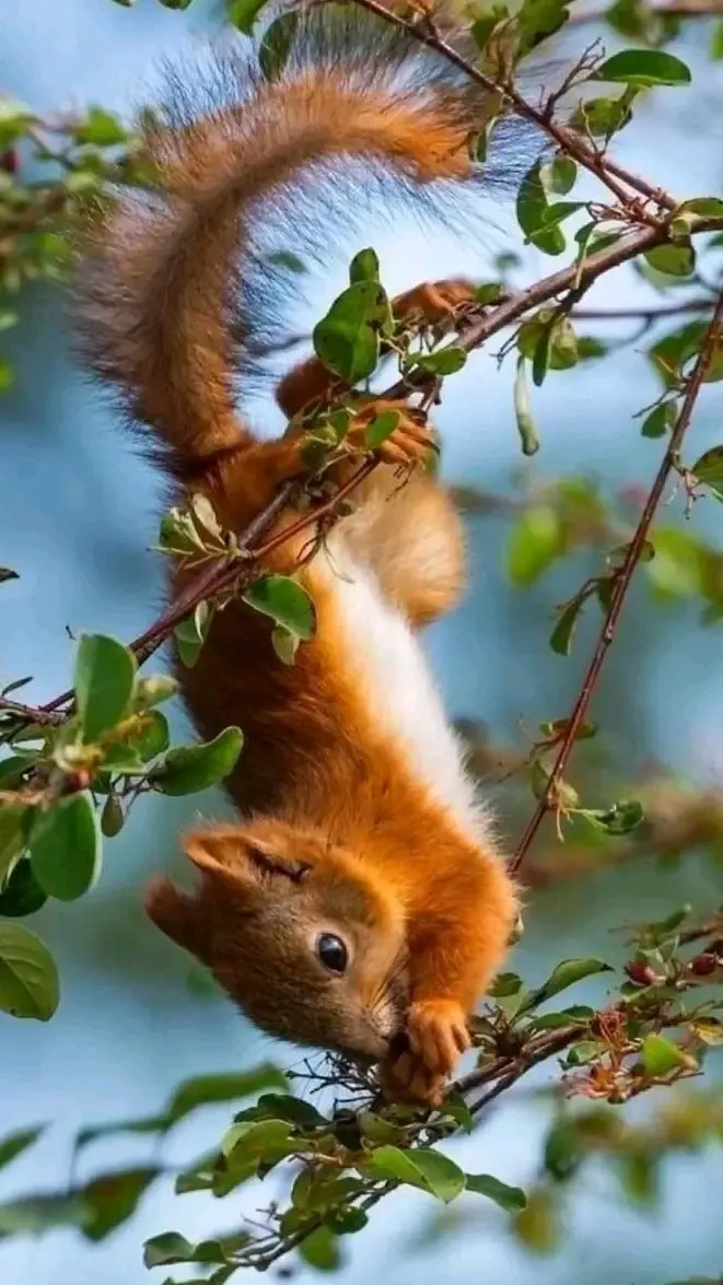 С ДОБРЫМ УТРОМ🌞 🐿 #1