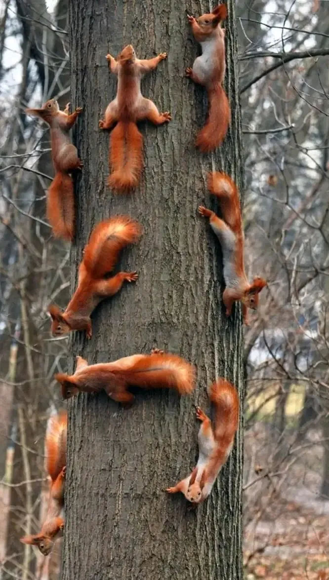 Белки «сажают» тысячи деревьев каждый год 🐿🐿🐿 #2