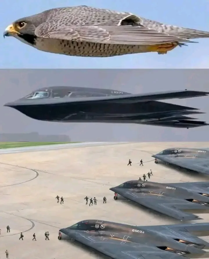На снимке B-2 Spirit — бомбардировщик в сравнении с сапсаном. 