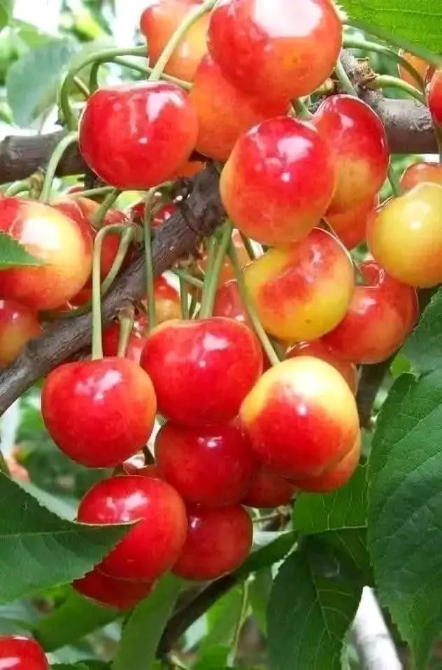 Черешня🍒