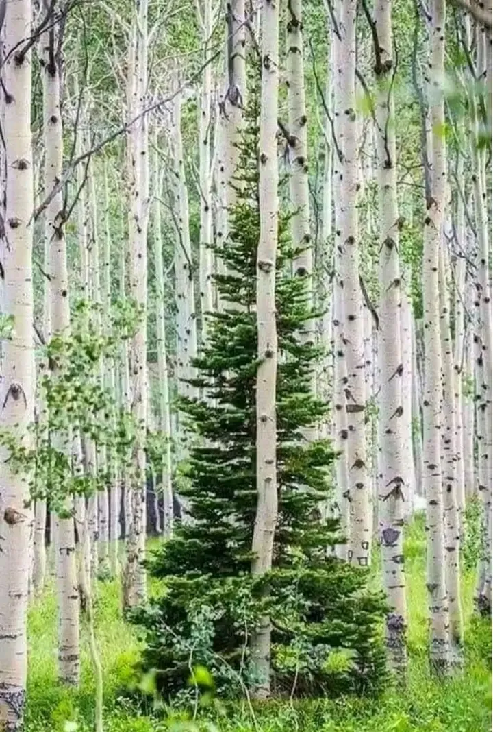 Заблудилась 😉  🌲 #1