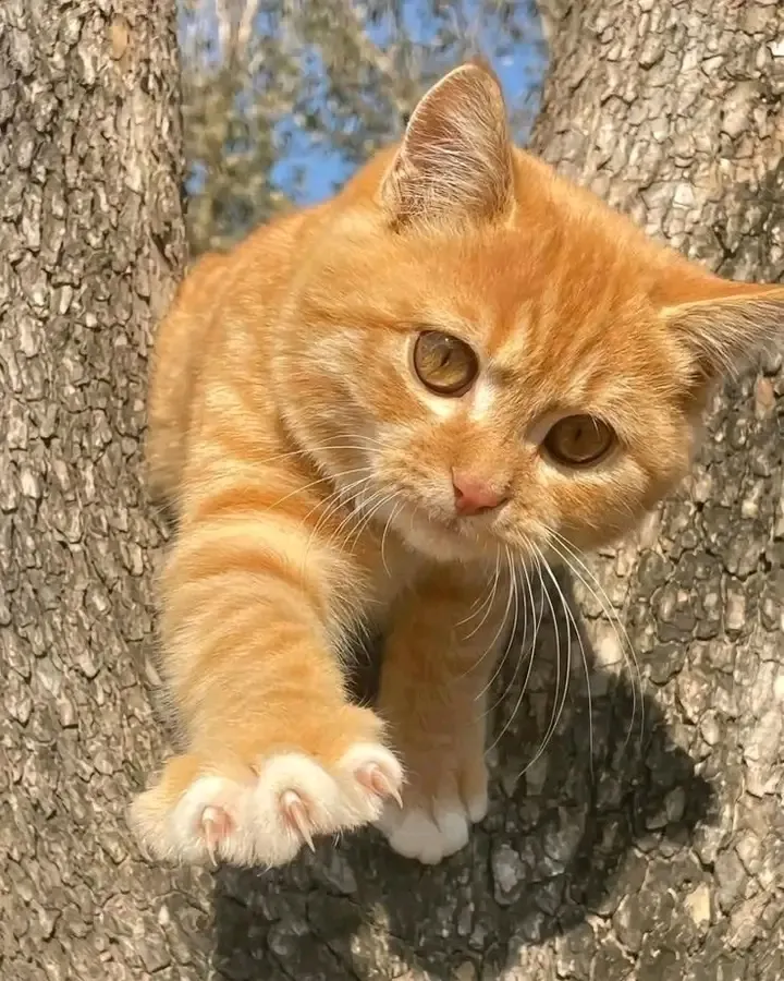 С Добрым Утром🌞🐾 #1
