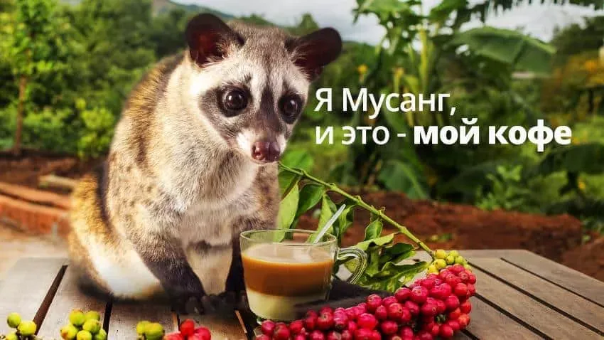 Копи Лювак (Кофе Лювак) ☕ #3