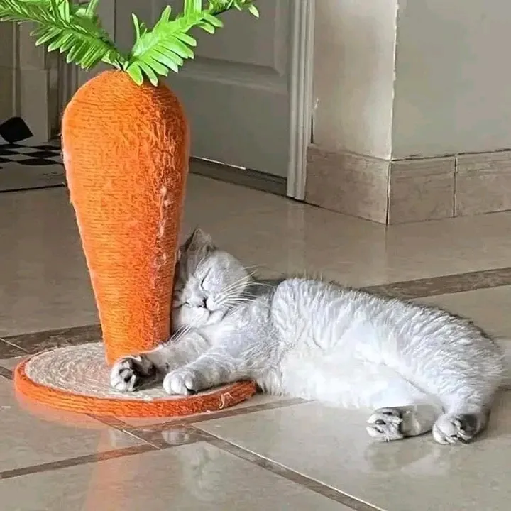С ДОБРЫМ УТРОМ🌞🐾 #1