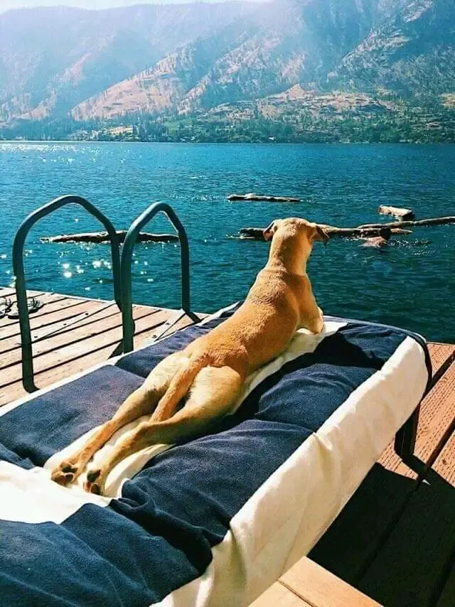 С ДОБРЫМ УТРОМ🌞🐾 #1
