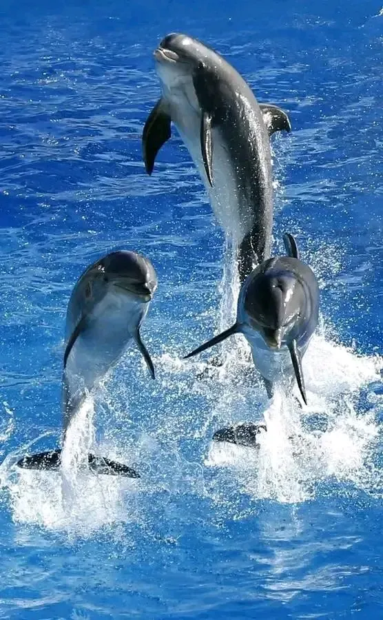 🌊🌊🌊🐬🐬🐬 #1