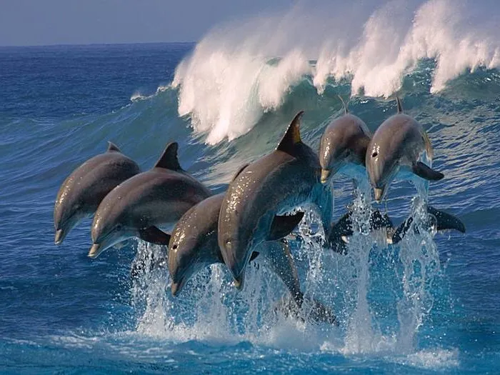 🌊🌊🌊 🐬🐬🐬 #1