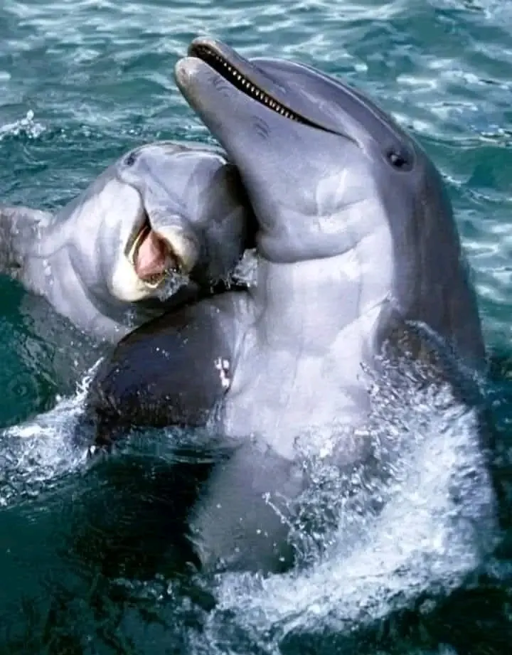 🌊🌊🌊 🐬🐬🐬 #2