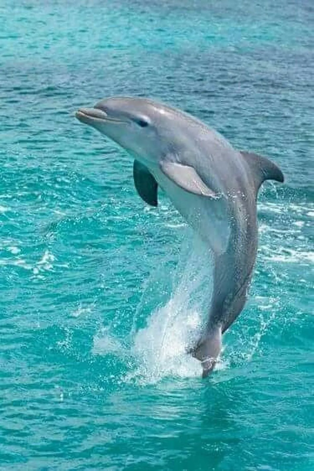 🌊🌊🌊 🐬🐬🐬 #3