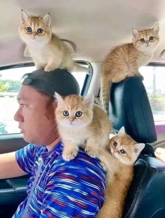 Помощники🐾🐾🐾 #1