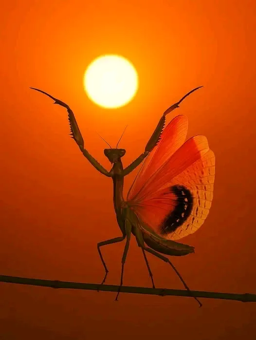 Фотография года, получившая премию National Geographic Award 📸 ☀ #1