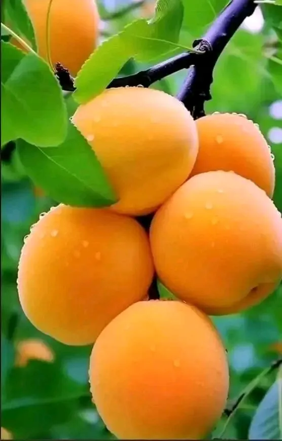 Абрикосы