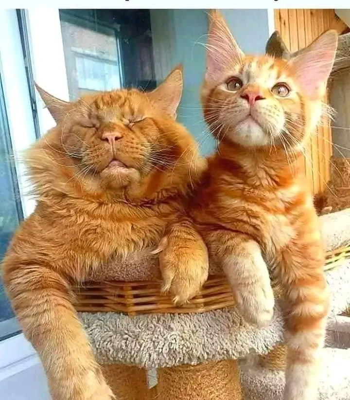 С Добрым Утром🌞🐾 #1