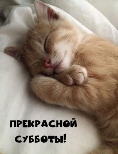 С Добрым Утром 🌞🐾 #1