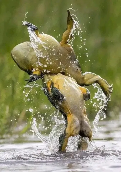 🐸🐸😉👍 #1