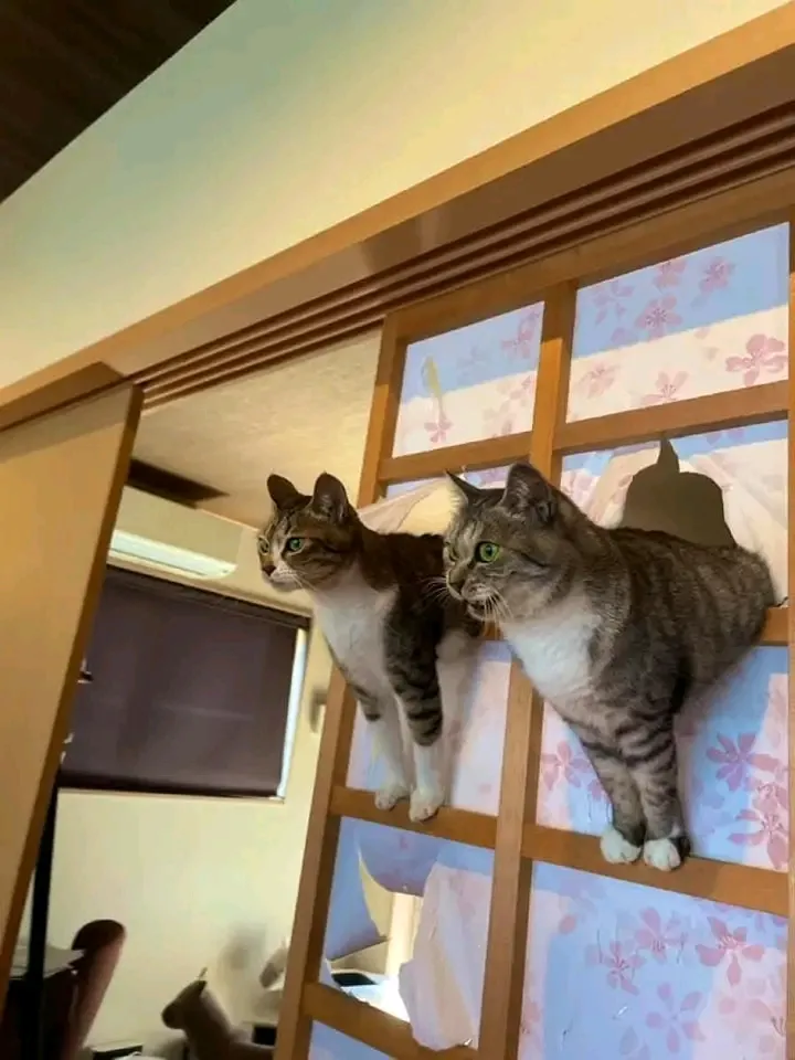 Коты в японском доме🐾🐾😉 #1