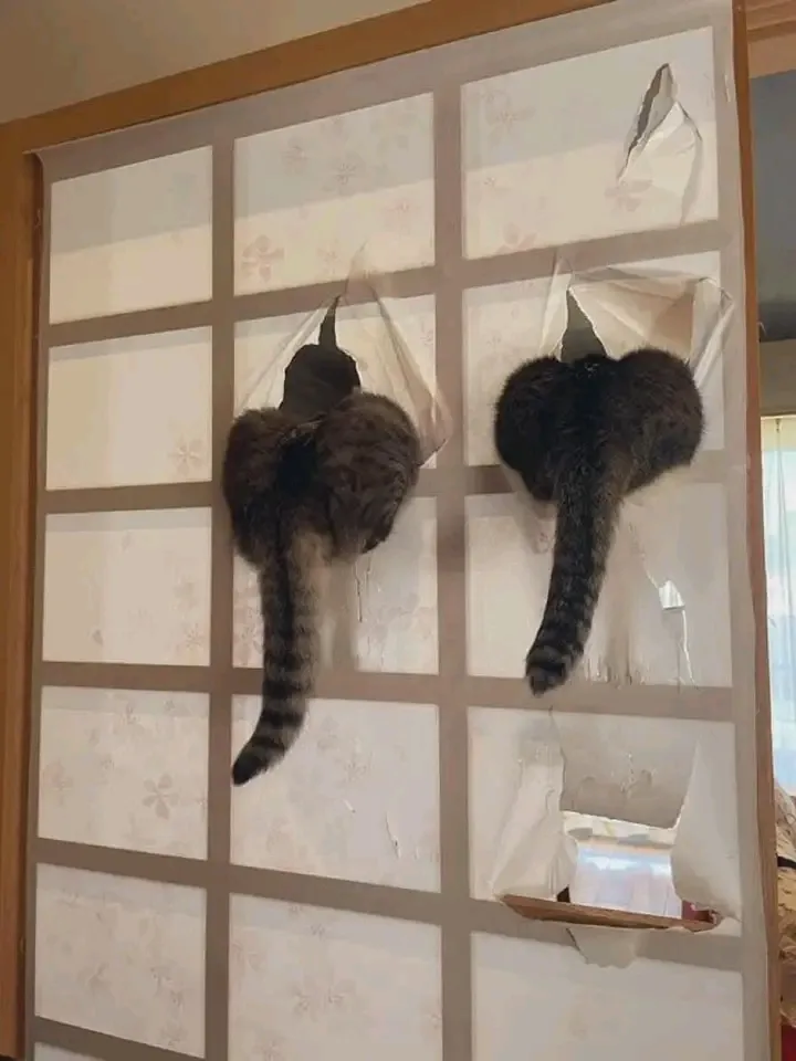 Коты в японском доме🐾🐾😉 #2