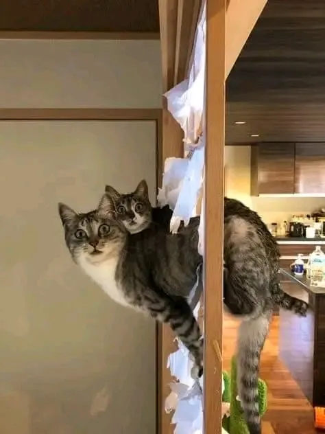 Коты в японском доме🐾🐾😉 #3