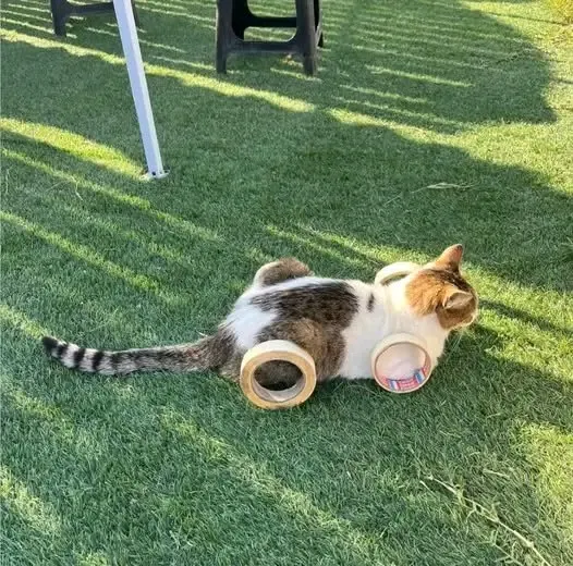 Catcar (Котомашина, но это не точно) 😉 #1