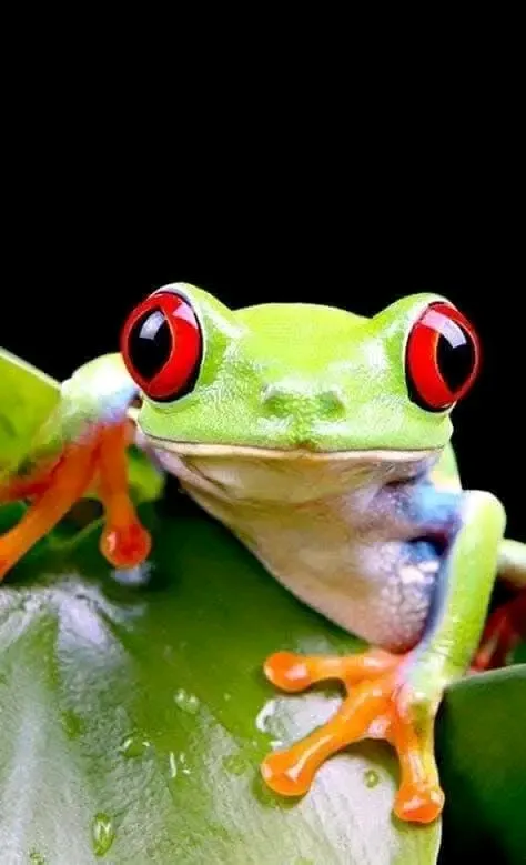 Да, да, да, Среда 🐸 #1