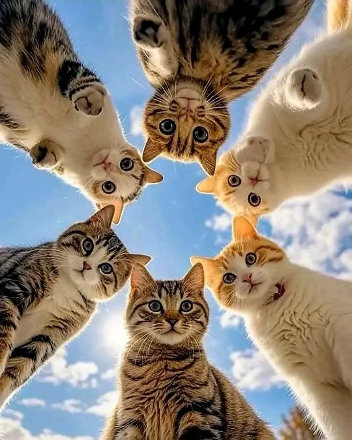 25 Июня-День Господства Кошек 🥰🐾 #1