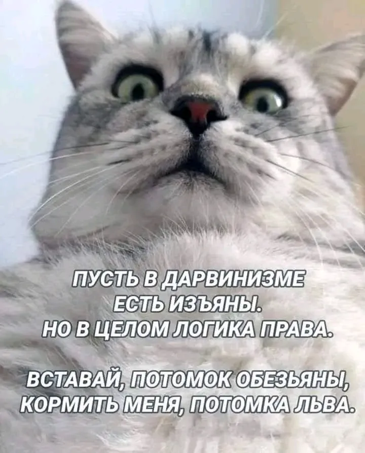 И ведь не поспоришь... Встаю, кормлю рабовладельца🥲