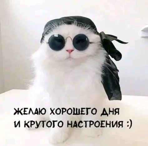 С ДОБРЫМ УТРОМ🌞 🐾 #1