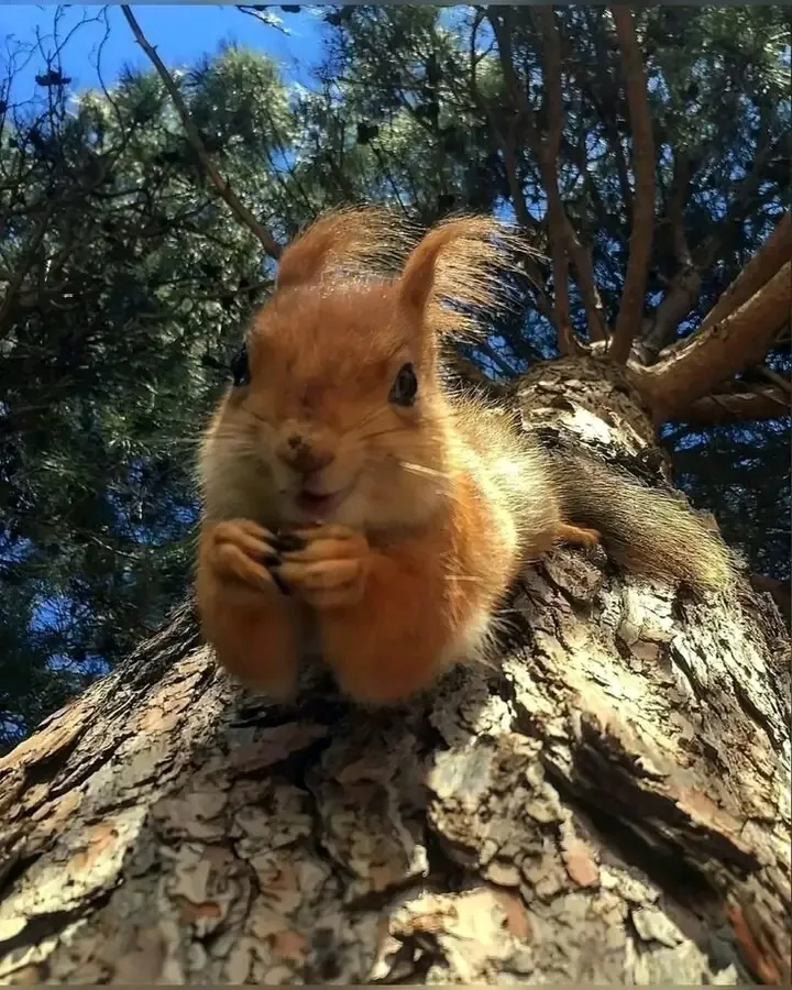 Красавица 🐿 #1
