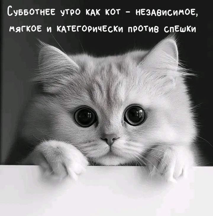 С Добрым утром🌞🐾 #1