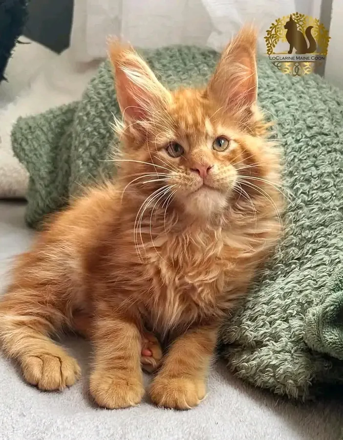 Малыш Мейн Кун 🥰 #1