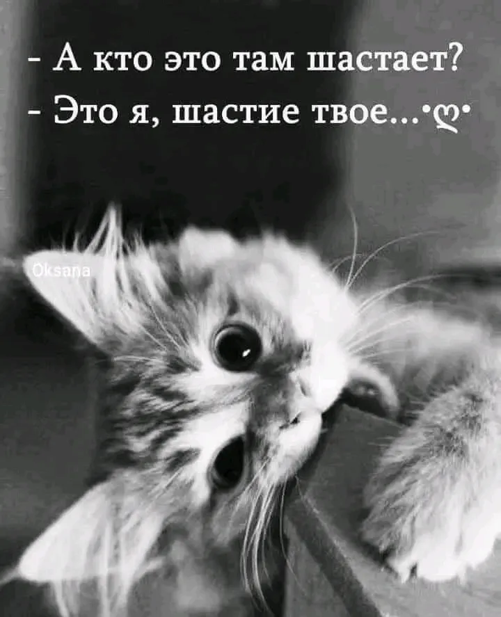 Шастие 🥰🥰🥰 #1